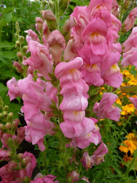 Antirrhinum majus 'Rocket rose clair' fleur
